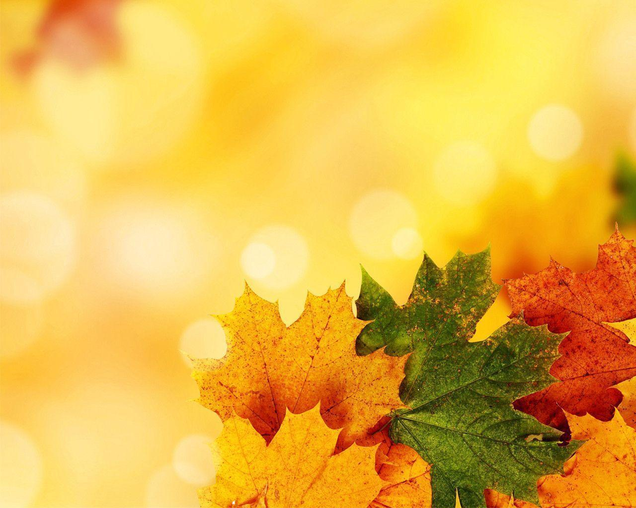 Free Autumn Backgrounds Wallpaper Cave